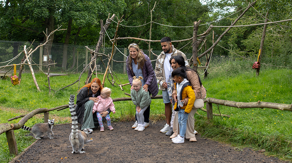 A wide shot of two happy families at Northumberland Zoo. The two families are all looking at the ring-tailed lemurs that are in the zoo enclosure.
